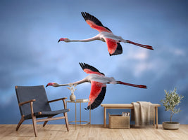 photo-wallpaper-greater-flamingos-x