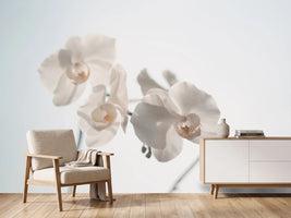 photo-wallpaper-graceful-orchids