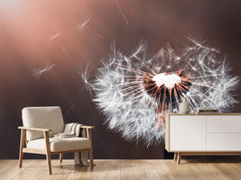 photo-wallpaper-dandelion-in-the-evening-light