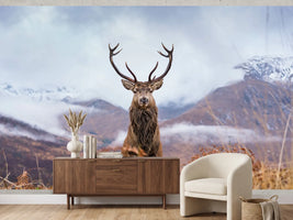 photo-wallpaper-monarch-of-the-glen-2