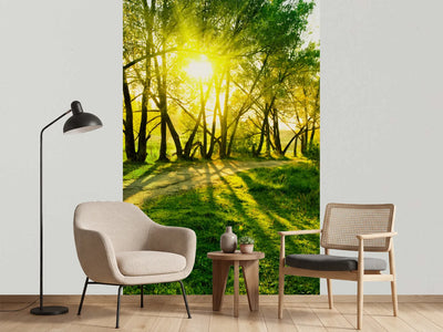 photo-wallpaper-forest-path-in-sunlight