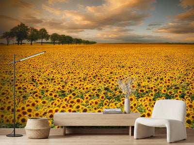 photo-wallpaper-sunflowers
