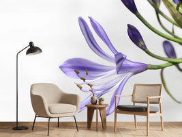 photo-wallpaper-lily-flower-in-purple