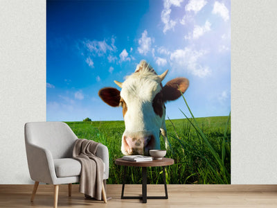photo-wallpaper-the-cow