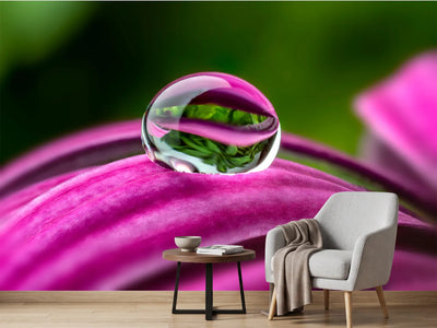 photo-wallpaper-water-drop-on-a-flower-macro-photo