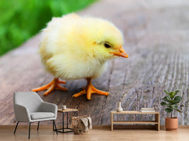photo-wallpaper-the-chick