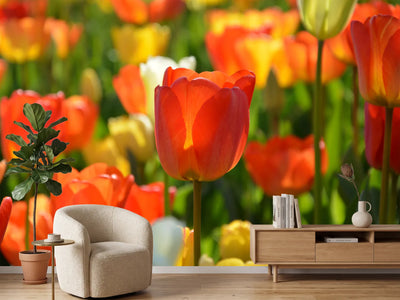 photo-wallpaper-close-up-tulip-field