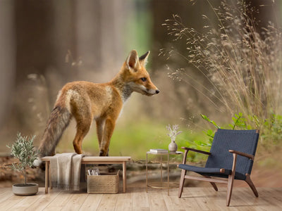 photo-wallpaper-red-fox-xqm