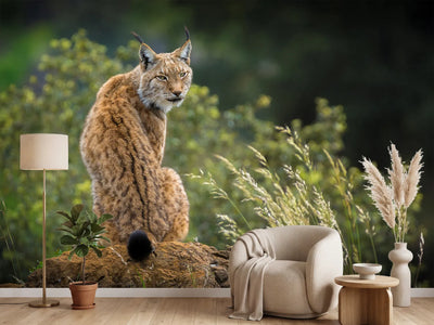 photo-wallpaper-wild-look-x