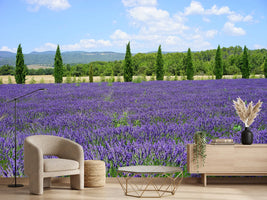 photo-wallpaper-magnificent-lavender-field