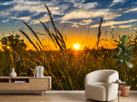 photo-wallpaper-the-sunset-on-the-field