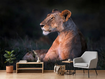 photo-wallpaper-lone-lioness-x