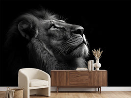 photo-wallpaper-lion-in-profile-gazing-upward-in-black-and-white-against-deep-darkness