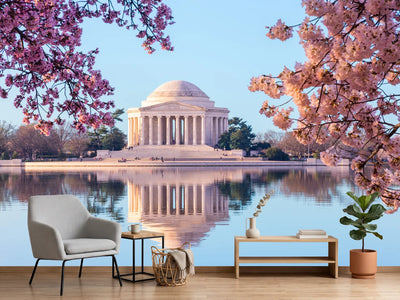 photo-wallpaper-beautiful-early-morning-jefferson-memorial-with-cherry-blossoms