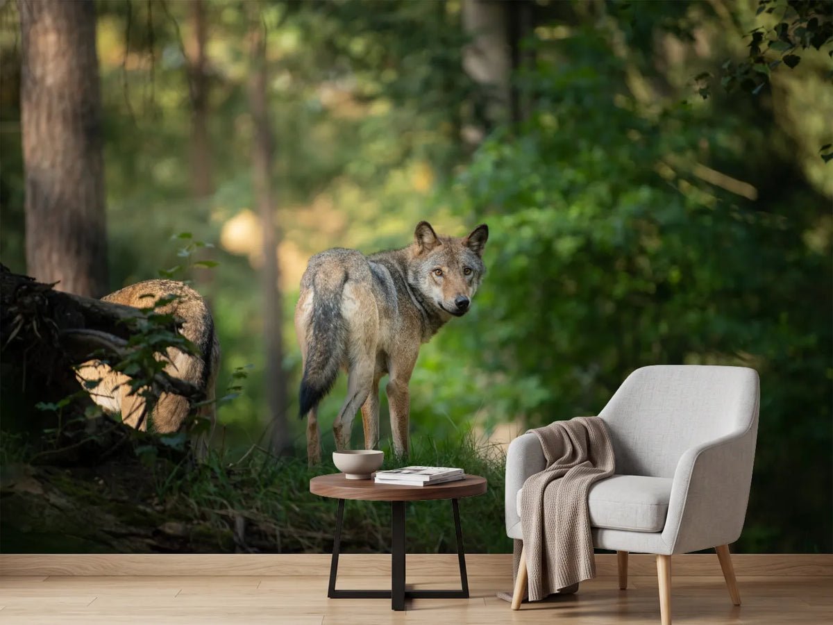 photo-wallpaper-in-the-gaze-of-the-wild-animal