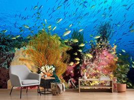 photo-wallpaper-reef-at-cabilao-x