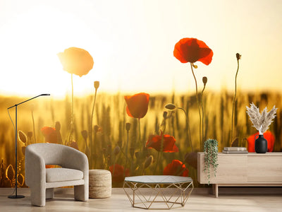 photo-wallpaper-poppy-in-the-sunset