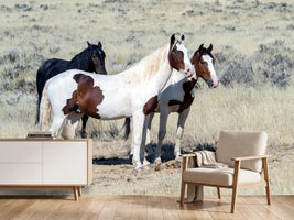photo-wallpaper-3-wild-horses