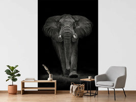 photo-wallpaper-ngorongoro-bull-x