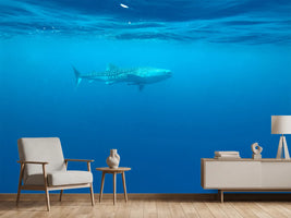 photo-wallpaper-the-whale-shark