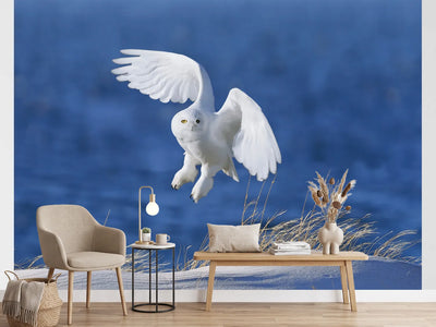 photo-wallpaper-snowy-owl-in-flight