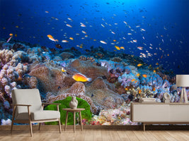 photo-wallpaper-anemon-and-anthias-x