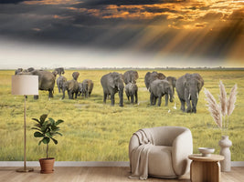 photo-wallpaper-for-the-love-of-elephants-x