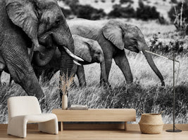 photo-wallpaper-elephant-family-x
