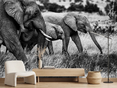 photo-wallpaper-elephant-family-x
