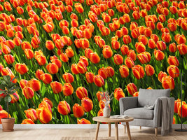 photo-wallpaper-tulip-field-in-orange
