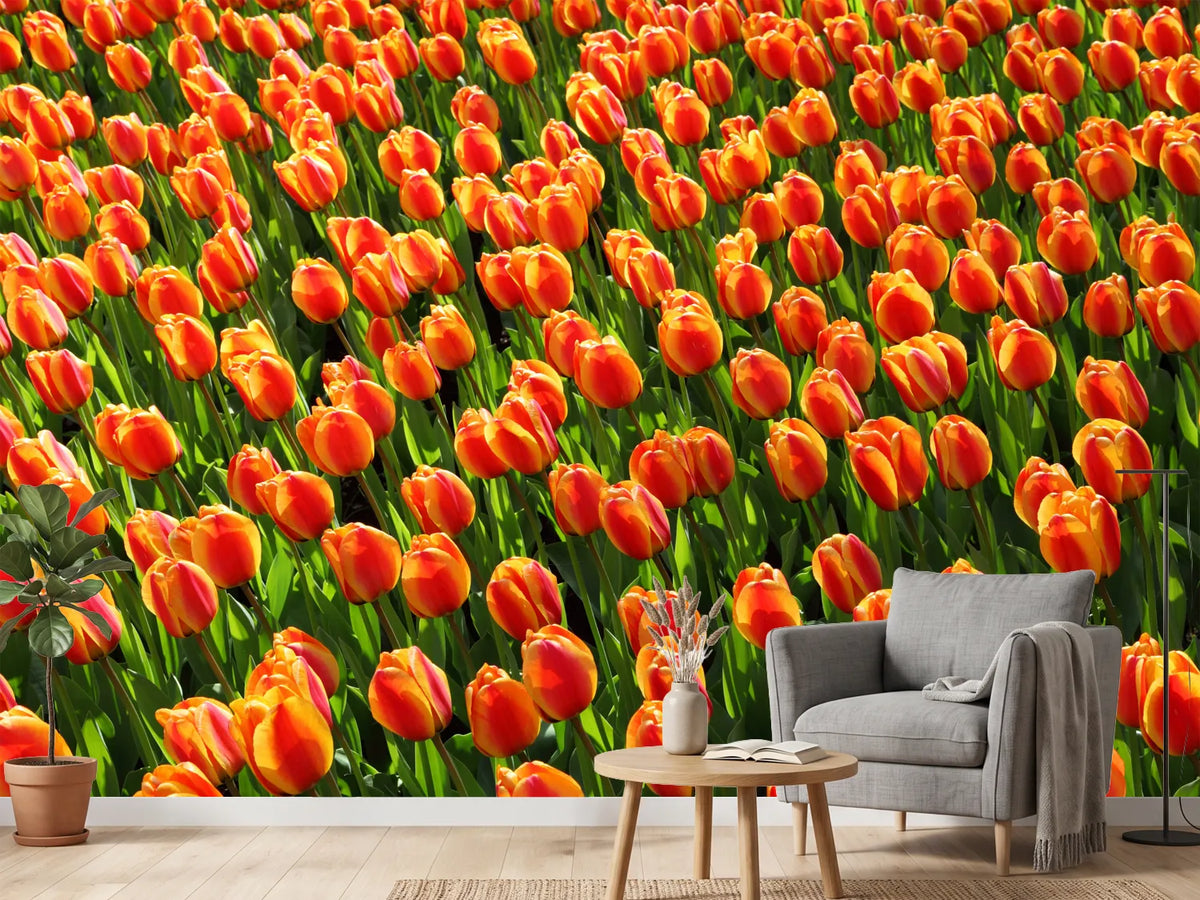 photo-wallpaper-tulip-field-in-orange