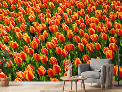 photo-wallpaper-tulip-field-in-orange