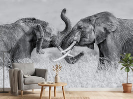 photo-wallpaper-elephant-qtai-chiq-x