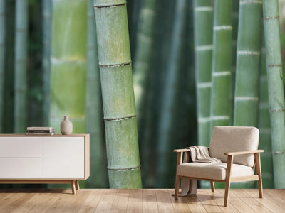 photo-wallpaper-bamboo-in-xxl