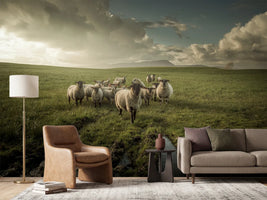 photo-wallpaper-sheep-x