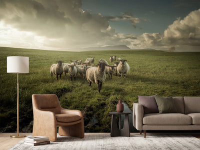 photo-wallpaper-sheep-x