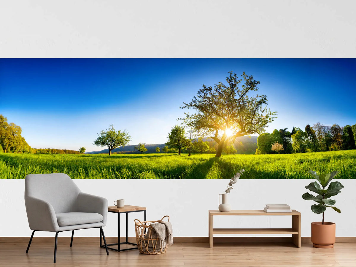 photo-wallpaper-sunburst-behind-an-old-tree-on-a-glowing-green-spring-meadow