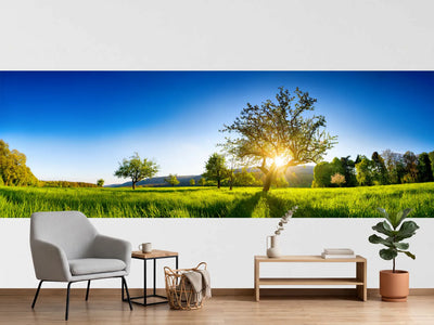 photo-wallpaper-sunburst-behind-an-old-tree-on-a-glowing-green-spring-meadow