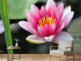 photo-wallpaper-the-water-lily-in-pink
