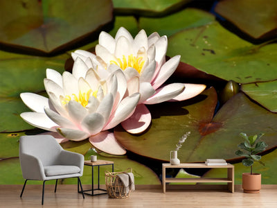 photo-wallpaper-water-lily-duo-in-white