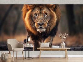 photo-wallpaper-male-lion-walking-looking-straight-at-the-camera-national-wildlife-day