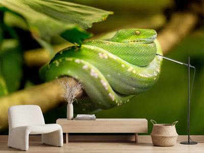 photo-wallpaper-green-snake