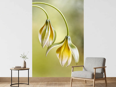 photo-wallpaper-tulipa-x