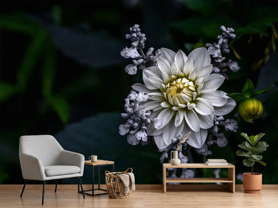 photo-wallpaper-dahlia-flower