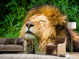 photo-wallpaper-sleeping-lion