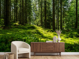 photo-wallpaper-beautiful-green-mossy-forest-in-sweden