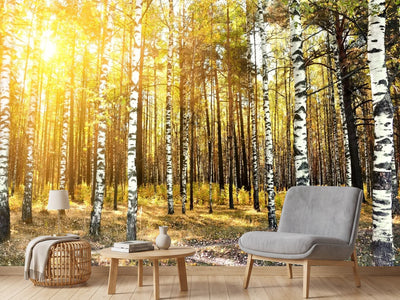 photo-wallpaper-birch-forest