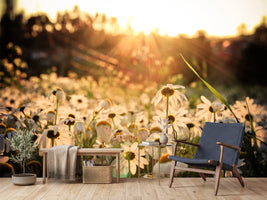 photo-wallpaper-daisies-at-sunset