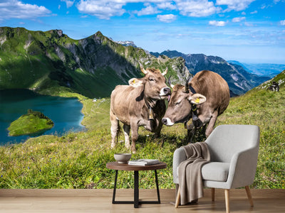 photo-wallpaper-cows-caressing-and-grooming