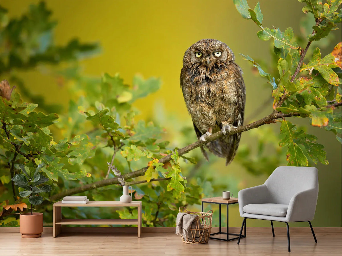 photo-wallpaper-wise-little-owl